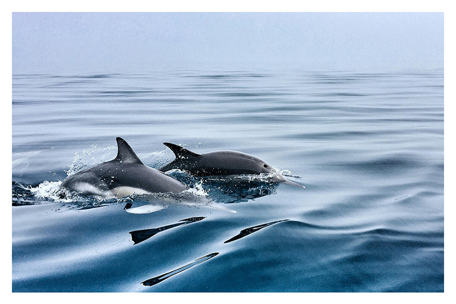dauphins pendant une excursion en mer