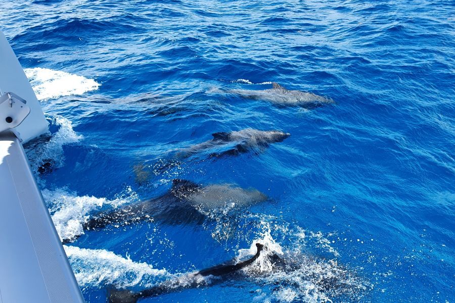 dauphins jouant avec l'avant du catamaran sur Côte d'Azur