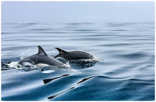 excursion dauphins croisiere mediterranee